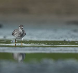 Grey-tailed Tattler, 灰尾漂鹬, Tringa brevipes-gallery-