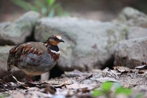 White-necklaced Partridge, 白眉山鹧鸪, Arborophila gingica-gallery-