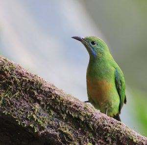 Orange-bellied Leafbird, 橙腹叶鹎, Chloropsis hardwickii-gallery-