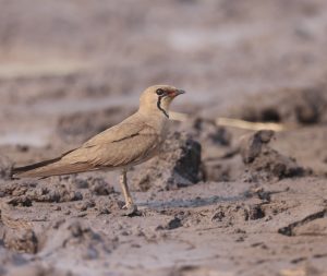 Oriental Pratincole, 普通燕鸻, Glareola maldivarum-gallery-