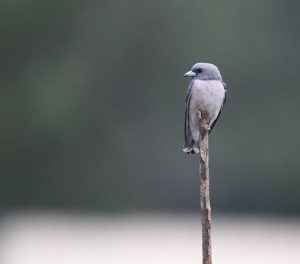 Ashy Woodswallow, 灰燕䴗, Artamus fuscus-gallery-