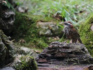 Streak-breasted Scimitar Babbler, 棕颈钩嘴鹛, Pomatorhinus ruficollis-gallery-