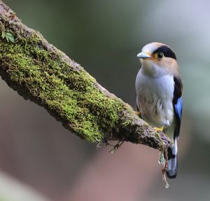 Silver-breasted Broadbilll, 银胸丝冠鸟, Serilophus lunatus-gallery-