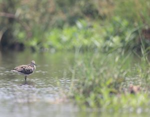 Green Sandpiper, 白腰草鹬, Tringa ochropus-gallery-