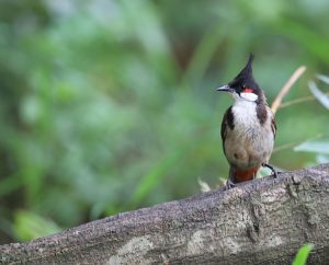 Red-whiskered Bulbul, 红耳鹎, Pycnonotus jocosus-gallery-