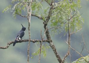 Black Baza, 黑冠鹃隼, Aviceda leuphotes-gallery-