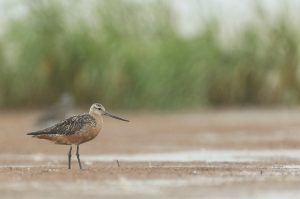 Bar-tailed Godwit, 斑尾塍鹬, Limosa lapponica-gallery-