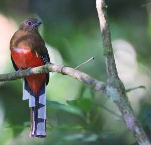 Red-headed Trogon, 红头咬鹃, Harpactes erythrocephalus-gallery-