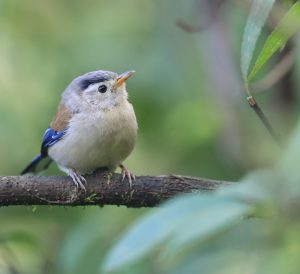 Blue-winged Minla, 蓝翅希鹛, Actinodura cyanouroptera-gallery-