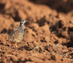 Chinese Francolin, 中华鹧鸪, Francolinus pintadeanus-gallery-