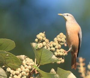 Chestnut-tailed Starling, 灰头椋鸟, Sturnia malabarica-gallery-