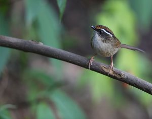 Rusty-capped Fulvetta, 愒胁雀鹛, Alcippe dubia-gallery-