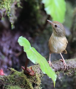 Buff-breasted Babbler, 棕胸雅鹛, Pellorneum tickelli-gallery-