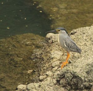 Striated Heron, 绿鹭, Butorides striata-gallery-