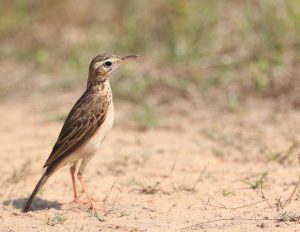 Paddyfield Pipit, 田鹨, Anthus rufulus-gallery-