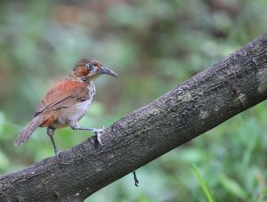 Grey-sided Scimitar Babbler, 华南斑胸钩嘴鹛, Pomatorhinus swinhoei-gallery-