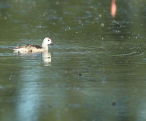 Cotton Pygmy Goose, 棉凫, Nettapus coromandelianus-gallery-