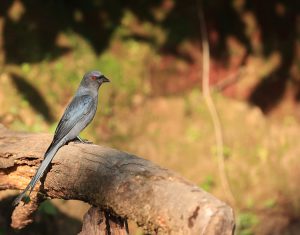 Ashy Drongo, 灰卷尾, Dicrurus leucophaeus-gallery-