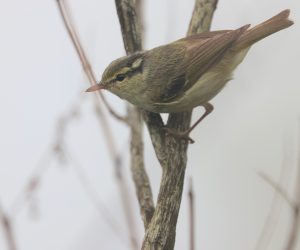 Blyth’s Leaf Warbler, 西南冠纹柳莺, Phylloscopus reguloides-gallery-