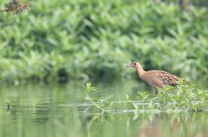 Watercock, 董鸡, Gallicrex cinerea-gallery-