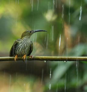 Streaked Spiderhunter, 纹背捕蛛鸟, Arachnothera magna-gallery-