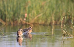 Greater Painted-Snipe, 彩鹬, Rostratula benghalensis-gallery-