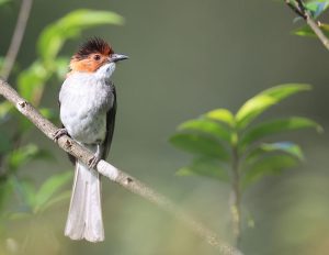 Chestnut Bulbul, 栗背短脚鹎, Hemixos castanonotus-gallery-