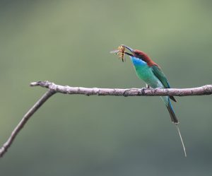 Blue-throated Bee-eater, 蓝喉蜂虎, Merops viridis-gallery-