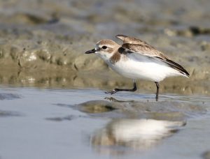 Lesser Sand Plover, 蒙古沙鸻, Charadrius mongolus-gallery-