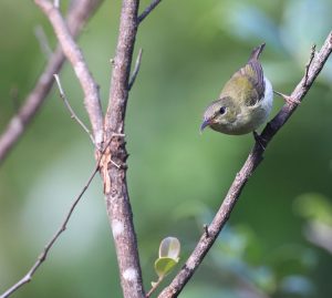 Fork-tailed Sunbird, 叉尾太阳鸟, Aethopyga christinae-gallery-