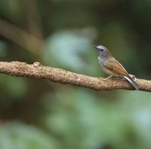 Rufous-gorgeted Flycatcher, 橙胸姬鹟, Ficedula strophiata-gallery-