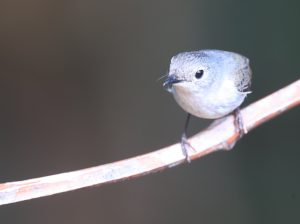 Little Pied Flycatcher, 小斑姬鹟, Ficedula westermanni-gallery-