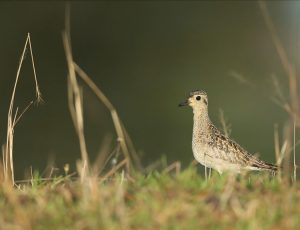 Pacific Golden Plover, 金斑鸻, Pluvialis fulva-gallery-