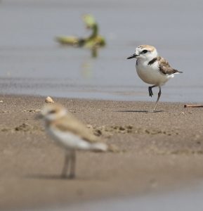 White-faced Plover, 白脸鸻, Charadrius dealbatus-gallery-