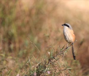 Long-tailed Shrike, 棕背伯劳, Lanius schach-gallery-