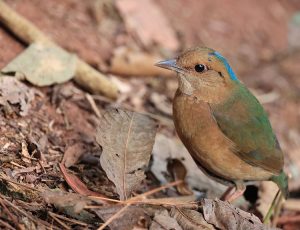 Blue-naped Pitta, 蓝枕八色鸫, Hydrornis nipalensis-gallery-