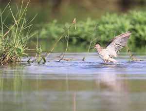 Wood Sandpiper, 林鹬, Tringa glareola-gallery-