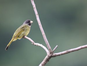 Collared Finchbill, 领雀嘴鹎, Spizixos semitorques-gallery-