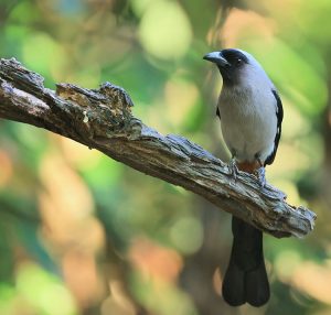 Grey Treepie, 灰树鹊, Dendrocitta formosae-gallery-