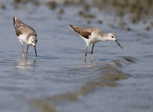 Marsh Sandpipers, 泽鹬, Tringa stagnatilis-gallery-