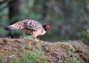 Cabot’s Tragopan, 黄腹角雉, Tragopan caboti-gallery-