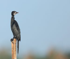 Little Cormorant, 黑颈鸬鹚, Microcarbo niger-gallery-