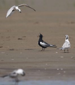 White-winged Tern, 白翅浮鸥, Chlidonias leucopterus-gallery-