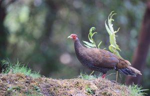 Silver Pheasant, 白鹇, Lophura nycthemera-gallery-