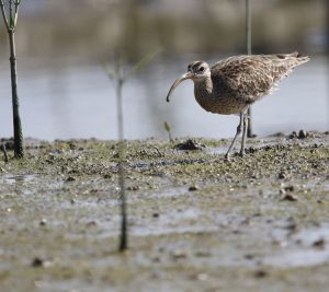 Whimbrel, 中勺鹬, Numenius phaeopus-gallery-