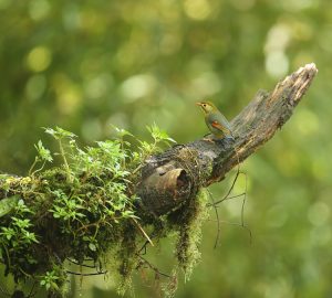 Red-billed Leiothrix, 红嘴相思鸟, Leiothrix lutea-gallery-