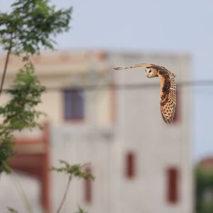 Eastern Grass Owl, 草鸮, Tyto longimembris-gallery-