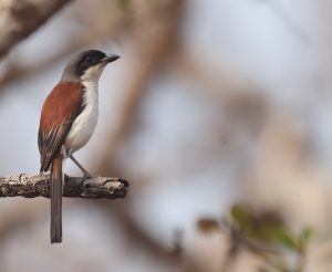 Burmese Shrike, 栗背伯劳, Lanius collurioides-gallery-