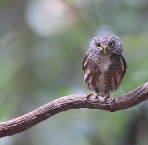 Collared Owlet, 领鸺鹠, Glaucidium brodiei-gallery-