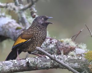 Scaly Laughingthrush, 纯色噪鹛, Trochalopteron subunicolor-gallery-